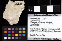 Foto (Objket + Etiketten) von Cyclothyreus sp. 